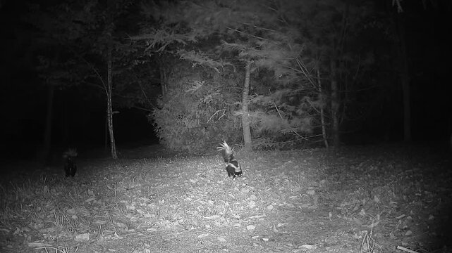 A carefree raccoon interacts with two striped skunks at a nighttime feeding site, repeatedly attempting to gain access to food in this infrared wildlife camera recording.