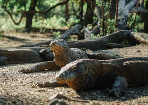 Large Komodo dragon lizard walking through dry savanna wilderness in Komodo National Park, Indonesia