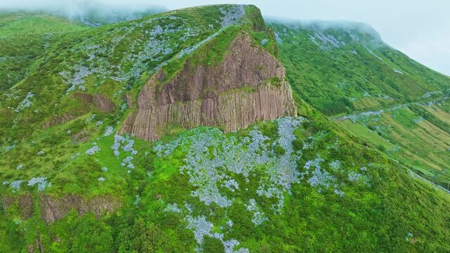 Aerial view of the majestic Rocha dos Bordoes, a unique natural monument of columnar basalt joints covered in lush green vegetation and wild hydrangeas on Flores Island, Azores, Portugal. Orbiting
