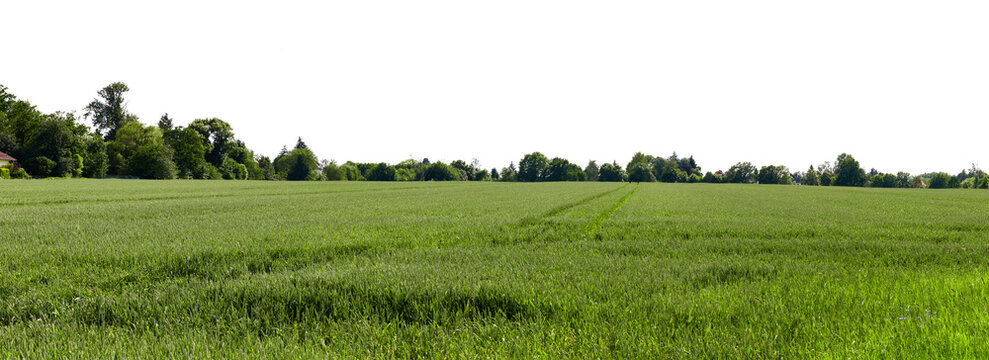 fresh green grass field with dark tree line and sky isolated on white or transparent png