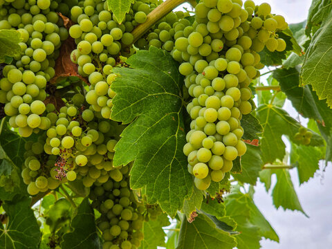 Fresh green Moscatel grapes ripening on a grapevine in natural outdoor light
