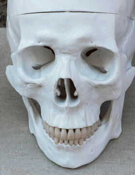 Medical plastic human skull model viewed closely on neutral background for educational purposes