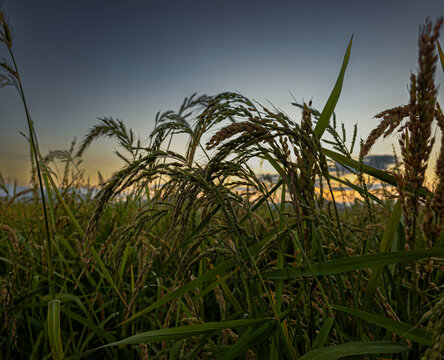 Golden ripe rice ears and stalks grow in agricultural field during sunset