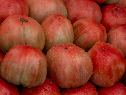 Fresh pink ribbed tomatoes with water drops collected during a market visit in the morning