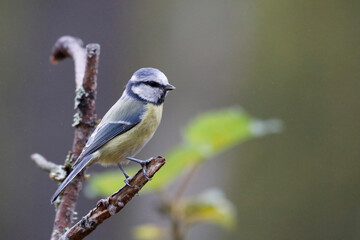 Eurasian blue tit © John Sandoy