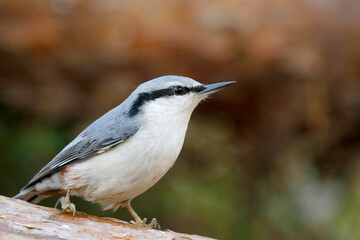 Eurasian nuthatch © John Sandoy