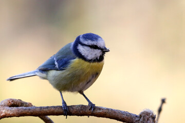 Blue tit © John Sandoy
