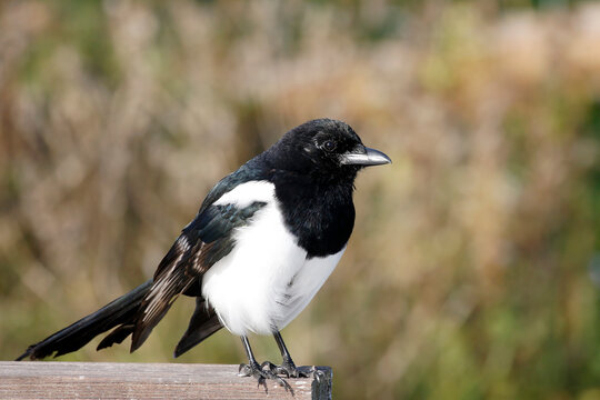Eurasian magpie