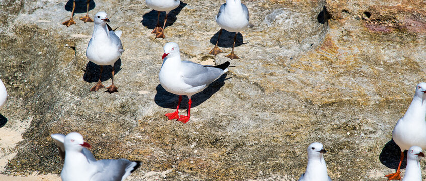 Seagulls on a beach with rocks