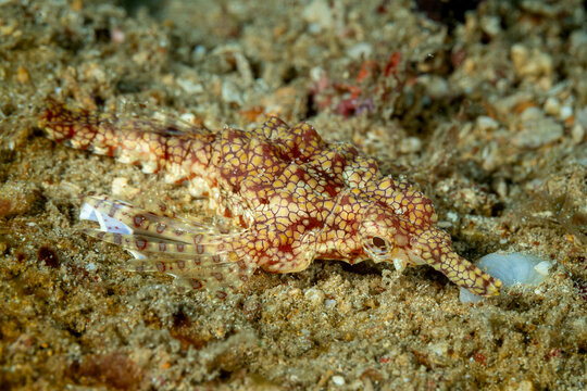 Indonesia, North Sulawesi, Bangka, Short Seamoth (Eurypegasus draconis), Little Dragonfish