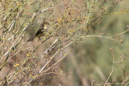 Warbler perching on dry branches near tagus river lisbon