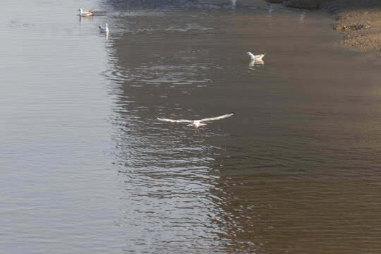 Seagull flying low over tagus river in lisbon