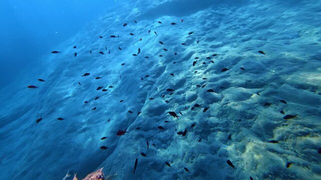 School of fish swimming over a rocky seabed. Mediterranean chromis