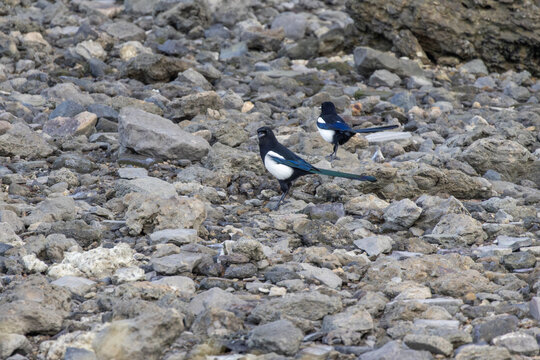 Two eurasian magpies standing on rocky tagus river shore