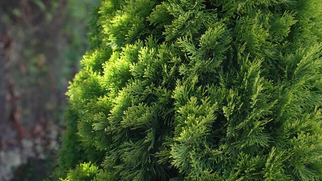 Fresh green cypress tree texture in sunlight, natural organic background for eco cosmetic branding and garden landscape design