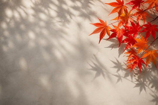 Bright orange and red maple leaves are visible on a light-colored wall with dappled shadows cast across it.