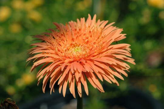 Orange Gerbera flowers on nature background.Flowers that bloom in the sunlight.