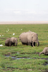 African Elephant Family Walking Through Grassland With Egrets © Noa Amel