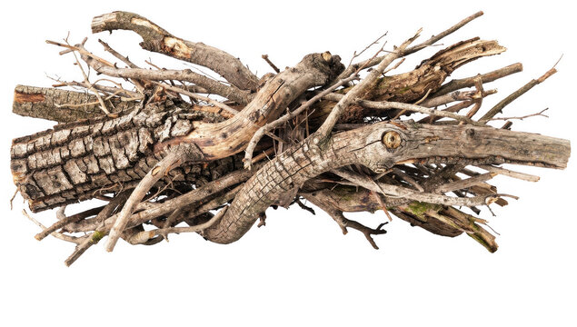 Twisted tree roots and small branches create an organic bundle with a transparent background.