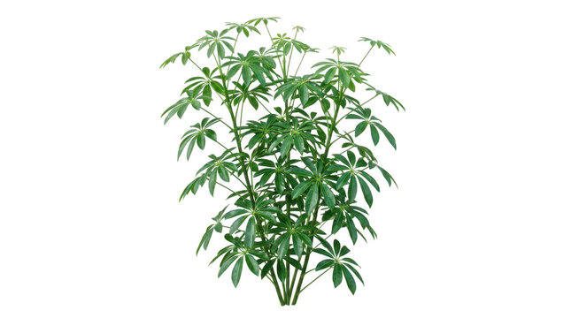 Beautiful lush green Schefflera arboricola houseplant with palmlike leaves isolated on white background transparent background