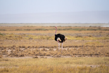 Male Ostrich Standing Alert in Golden African Savanna Grassland © Noa Amel