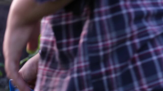 Farmer in plaid shirt harvesting fresh green cucumbers using garden shears in organic garden with trellis