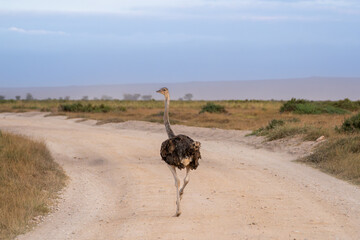 Ostrich Walking on Dirt Road in African Savanna © Noa Amel