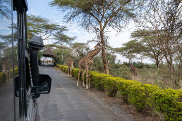 Giraffes Browsing Acacia Trees Along Safari Lodge Road © Noa Amel