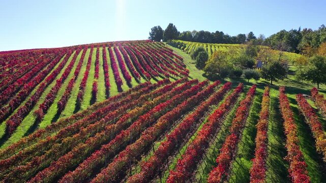 Colorful Lambrusco vineyard rows in Castelvetro