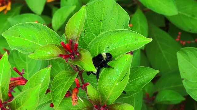 Closeup of a bee on a flower and leaves