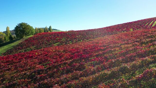 Red autumn vineyard on a hillside in Castelvetro Italy