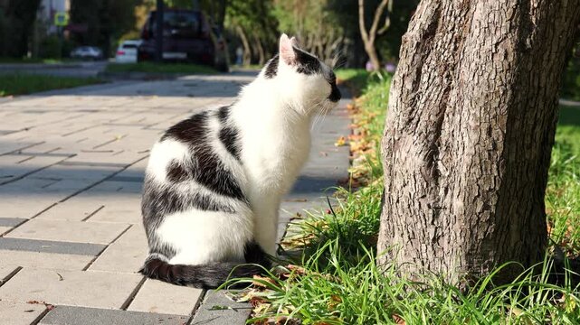 Cat sitting in front of tree on sidewalk in sunlight, looking at trunk and turning head as car passes in background