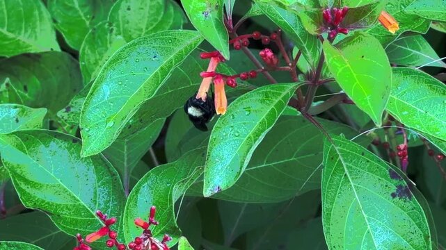 Closeup of a bee on a flower