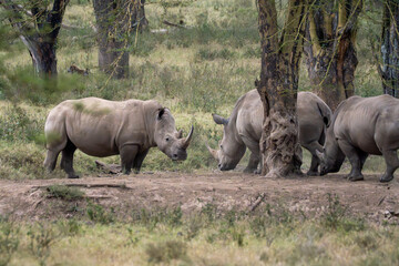 White Rhinos Gathering Among Acacia Trees in African Savanna © Noa Amel