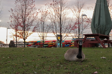 Canada goose resting on grass near lakeside picnic area © kodai