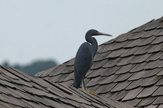 Pacific Reef Heron perching on a roof, on Gaya Island.