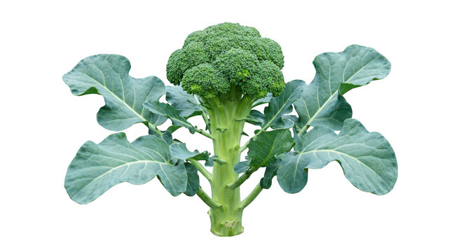 Fresh organic raw green broccoli head with large leaves isolated on white background transparent background