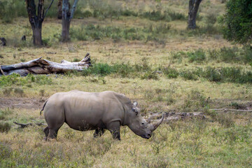 Rhinoceros Walking Through African Savanna Grassland © Noa Amel