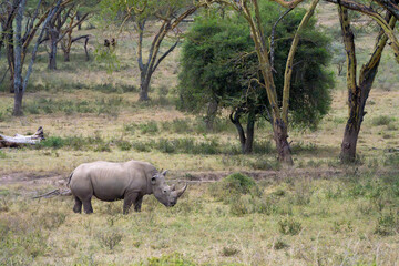 Rhinoceros Walking Through African Savanna Woodland © Noa Amel