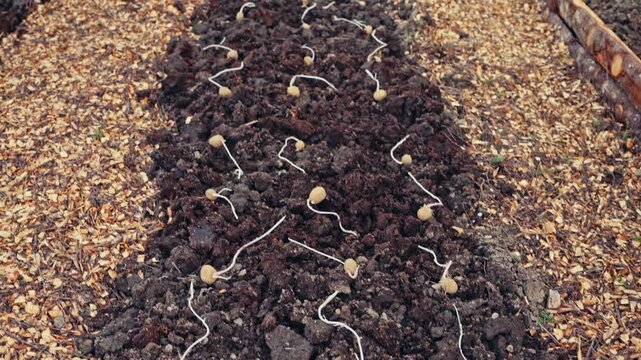 Sprouted Seed Potatoes Placed On Dark Soil In A Garden Bed On A Countryside Farmstead In Norway. - tilt up shot