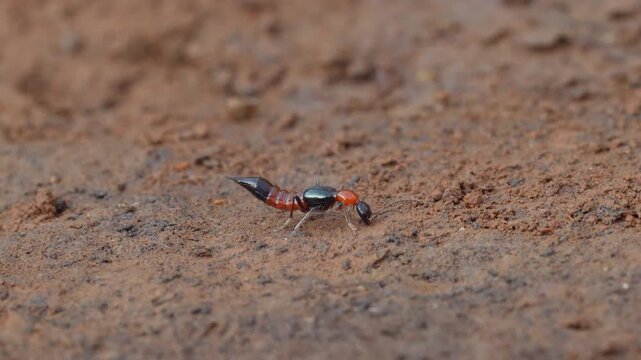 Rare: Red-and-black rove beetle drinks mud moisture while dodging biting ants; slow motion macro.