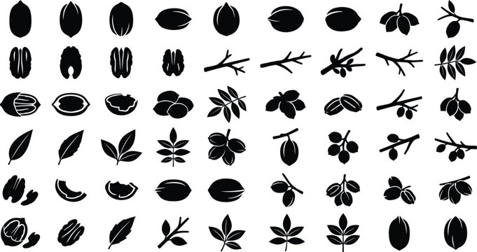 Comprehensive pecan and tree nut icon collection featuring whole nuts, shelled halves, kernels, cracked shells, leaves and branches in black vector silhouette