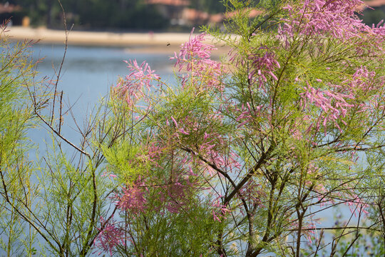 Blooming tamarisk tree with Port d'Albret marine lake and pine forest background, Soustons.