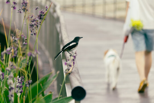 Oriental Magpie-Robin Perched on Railing with Person Walking Dog in Background