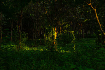 Fototapeta premium Sunlight Illuminating Dense Green Forest Undergrowth