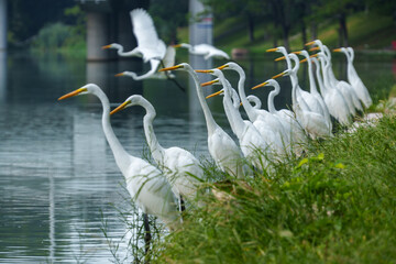 Obraz premium White Egrets Resting and Flying on a Green Riverbank