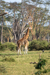 Two Giraffes Standing Among Acacia Trees in Savanna © Noa Amel