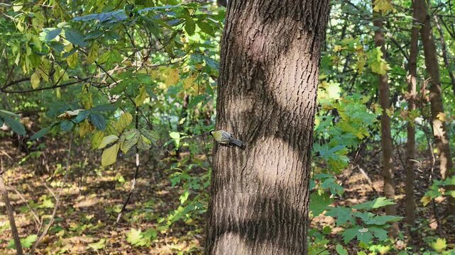 Great tit clings to a tree trunk with fluttering wings in a sunny autumn forest.