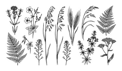 Obraz premium Black and white vintage field flora vector collection with summer wildflowers grasses and grain stems