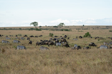 Zebras and Wildebeest Grazing Together on African Savanna © Noa Amel